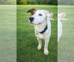 Small Labrador Retriever Mix