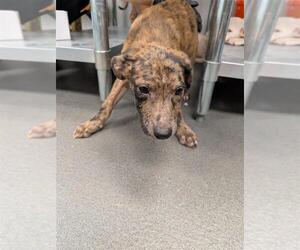 Black Mouth Cur-Labrador Retriever Mix Dogs for adoption in Corpus Christi, TX, USA