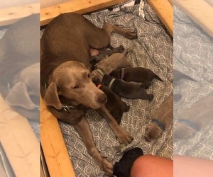 Mother of the Labrador Retriever puppies born on 02/09/2022