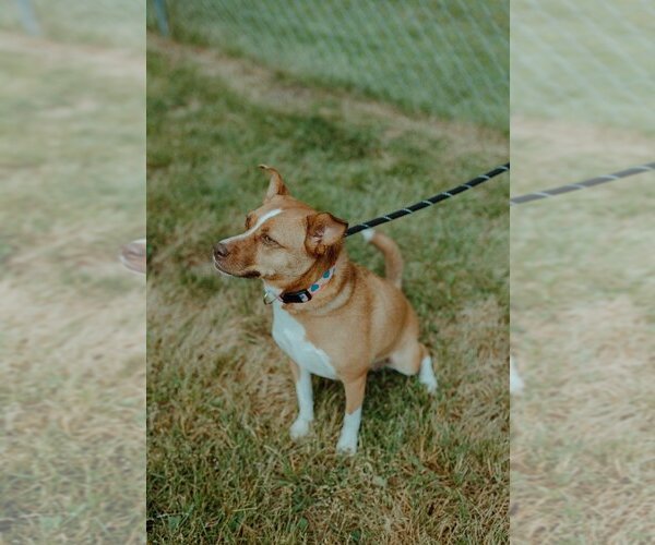 Medium Photo #3 Shiba Inu-Unknown Mix Puppy For Sale in Muskegon, MI, USA