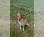 Small Photo #3 Shiba Inu-Unknown Mix Puppy For Sale in Muskegon, MI, USA