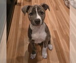 Small #10 Mutt