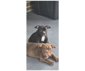 American Bully Puppy for sale in HARRISBURG, PA, USA