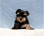Small #1 Yorkshire Terrier