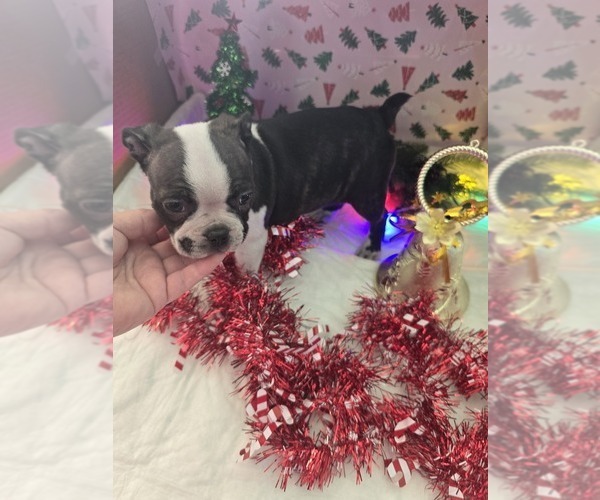 Medium Photo #9 Boston Terrier Puppy For Sale in BRYANT, AL, USA