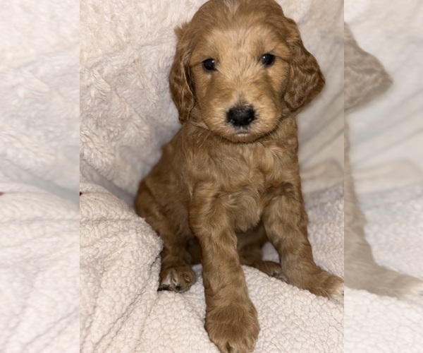 Medium Photo #6 Goldendoodle Puppy For Sale in OAKLAND GARDENS, NY, USA