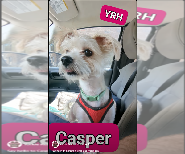 Medium Photo #2 Mutt Puppy For Sale in Spring, TX, USA