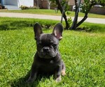 Puppy 4 French Bulldog