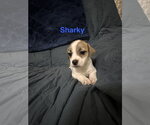 Small Jack Russell Terrier Mix