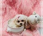 Small #11 Maltese
