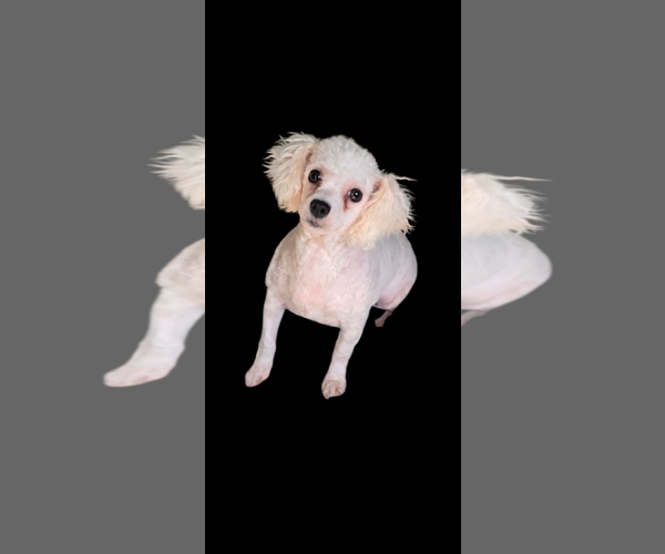 Medium Photo #2 Bichon Frise Puppy For Sale in Seaford, DE, USA