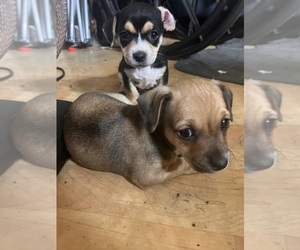 Chipin Puppy for sale in CORDELE, GA, USA