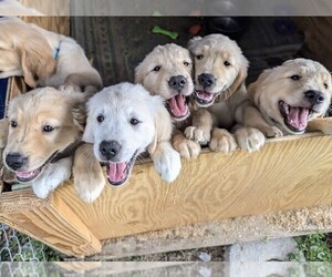 Golden Retriever Puppy for sale in GALION, OH, USA