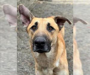 German Shepherd Dog Dogs for adoption in Woodland, CA, USA