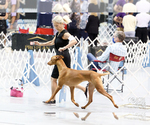 Small Photo #1 Pharaoh Hound Puppy For Sale in KINGSLAND, GA, USA