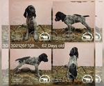 Small #1 German Shorthaired Pointer