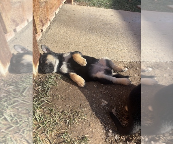 Medium Photo #20 French Bulldog Puppy For Sale in NORTH LAS VEGAS, NV, USA