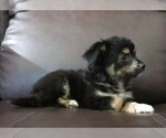 Image preview for Ad Listing. Nickname: Litter of 4