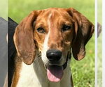 Small #2 Treeing Walker Coonhound