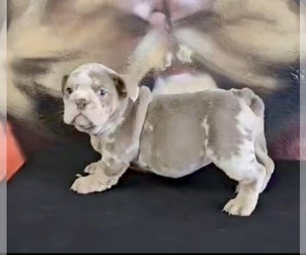Medium Photo #2 English Bulldog Puppy For Sale in NEWPORT BEACH, CA, USA