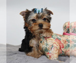 Small #1 Yorkshire Terrier