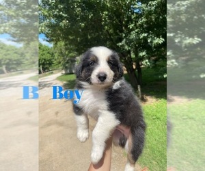 Australian Shepherd Puppy for sale in DRUMMONDS, TN, USA