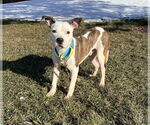 Small #20 American Pit Bull Terrier Mix
