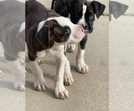 Small Photo #8 Boxer Puppy For Sale in OAK LAWN, IL, USA