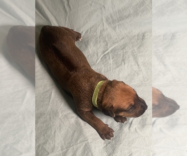 Medium Photo #7 Rhodesian Ridgeback Puppy For Sale in KELLER, TX, USA