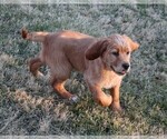 Small Photo #13 Golden Irish Puppy For Sale in JONES, MI, USA