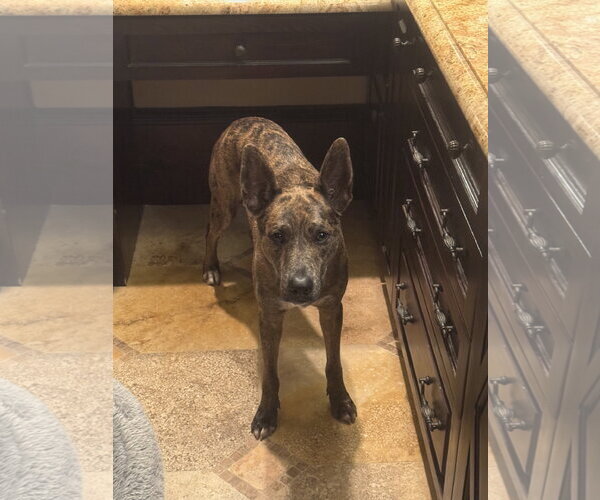 Medium Photo #12 Catahoula Leopard Dog-Holland Shepherd Mix Puppy For Sale in McKinney, TX, USA