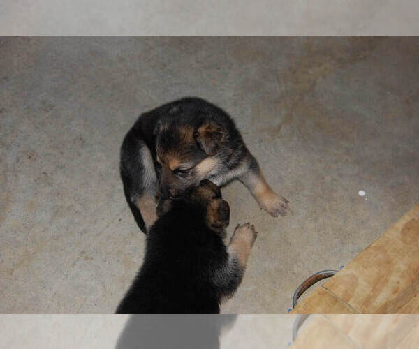 Medium Photo #28 German Shepherd Dog Puppy For Sale in BEULAVILLE, NC, USA