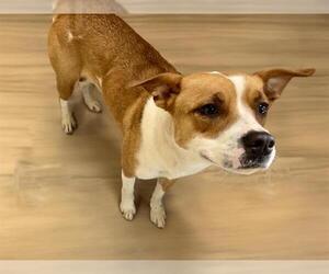 American Pit Bull Terrier-Unknown Mix Dogs for adoption in Tulsa, OK, USA