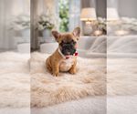 Small French Bulldog