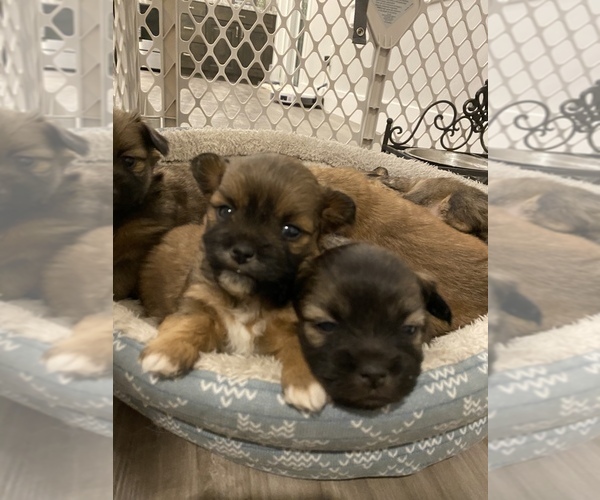 Medium Photo #1 Shiranian Puppy For Sale in FARR WEST, UT, USA