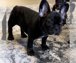 Small Photo #11 French Bulldog Puppy For Sale in GIG HARBOR, WA, USA