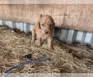 Goldendoodle Puppy for sale in DEL VALLE, TX, USA
