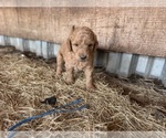 Small Goldendoodle
