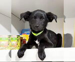 Small #2 Labrador Retriever Mix