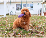 Small #2 Goldendoodle
