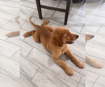 Small #2 Golden Retriever