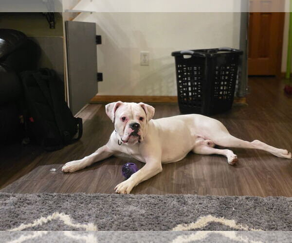 Medium Photo #1 Boxer Puppy For Sale in Woodbury, MN, USA