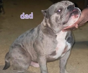 Father of the American Bully puppies born on 12/28/2021