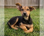 Small #2 Labrador Retriever Mix