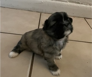 Shih Tzu Puppy for sale in SEMINOLE, FL, USA