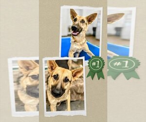 German Shepherd Dog Dogs for adoption in columbia, SC, USA