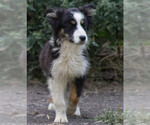 Puppy Opal Miniature Australian Shepherd