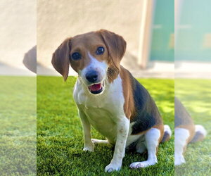 Delaney - Female Beagle Dog for Adoption - Photo #2