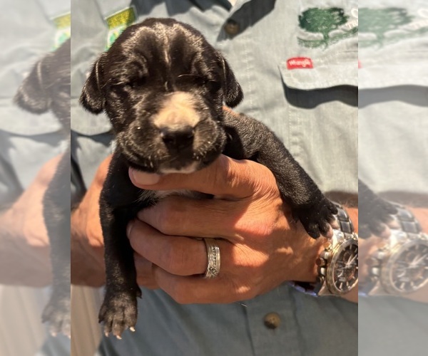 Medium Photo #14 Great Dane Puppy For Sale in CLANTON, AL, USA