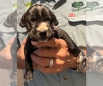 Small #13 Great Dane